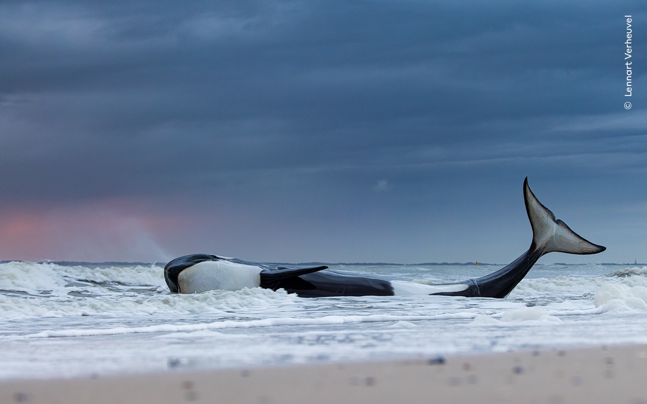 Orca gestrand bij Cadzand