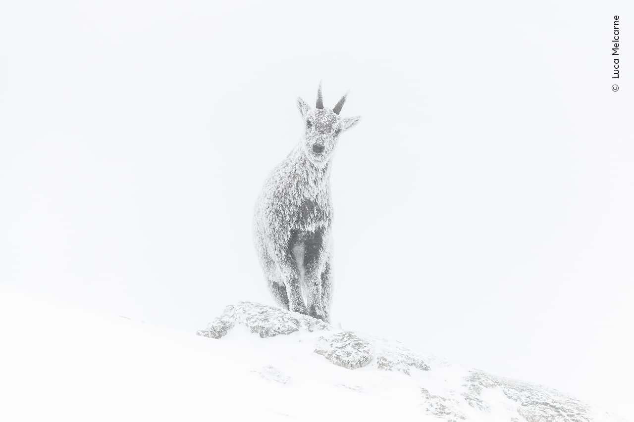 De ijsbok - Om het gebied van de steenbok vroeg te kunnen betreden, had fotograaf Luca Melcarne (Frankrijk), na een zes uur durende skistocht door het natuurpark, een bitter koude nacht doorgebracht in een tijdelijke schuilplaats in de Franse Alpen. Winnaar Portefeuille Rising Star Award.