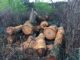 Een stapel vers gezaagde boomstammen. Salt + More Than Wood