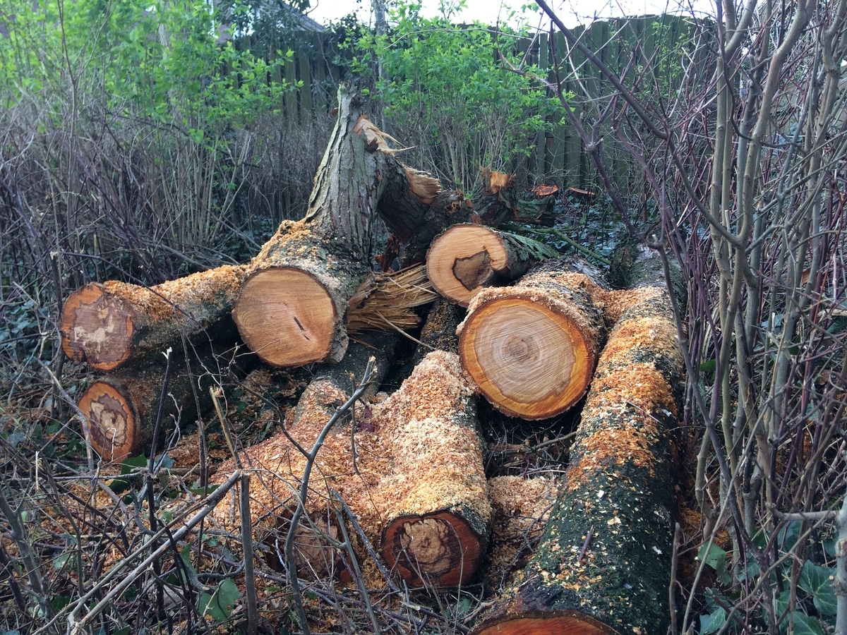Een stapel vers gezaagde boomstammen. Salt + More Than Wood