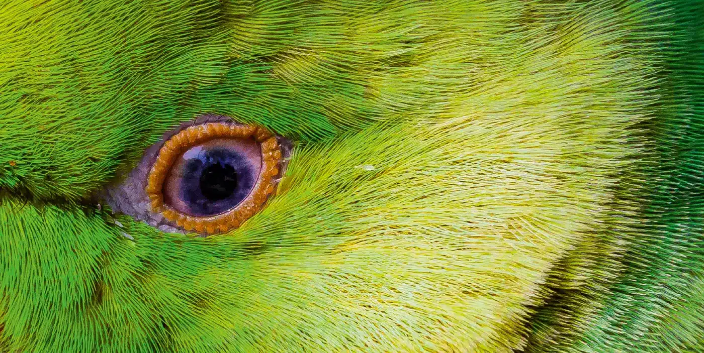 Een close-up van een groende halsbandparkiet, waarbij is ingezoomd op het oog van de vogel. Foto: Shutterstock.