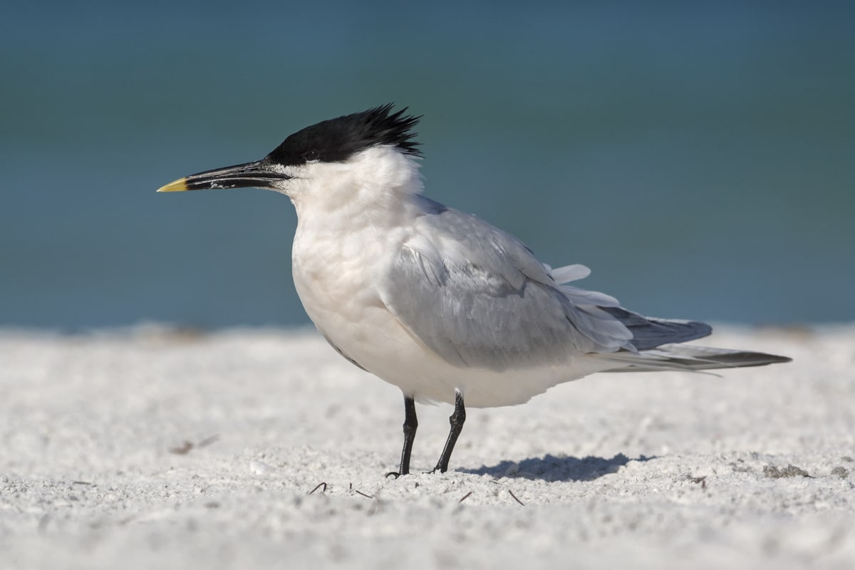 Close up van een grote stern, welke onder andere voorkomt in Het Haringvliet. Een van de 10 grootste en mooiste broedplaatsen van Nederland. Foto: Shutterstock.