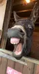 Comedy Pet Photo Awards