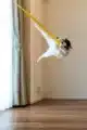 Comedy Pet Photo Awards