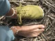 Wildling shoes