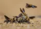 © Georgina Steytler, Wildlife Photographer of the Year