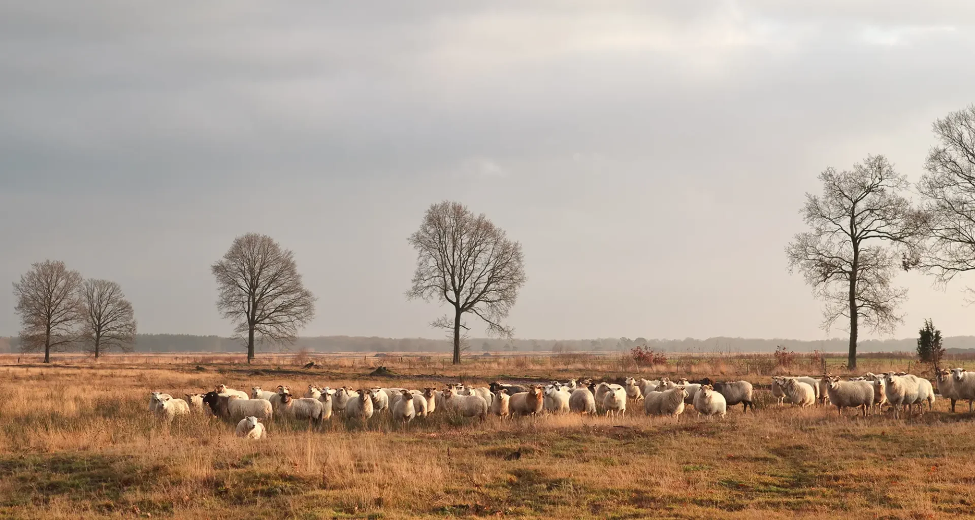 Nationaal Park Dwingelderveld