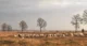 Nationaal Park Dwingelderveld