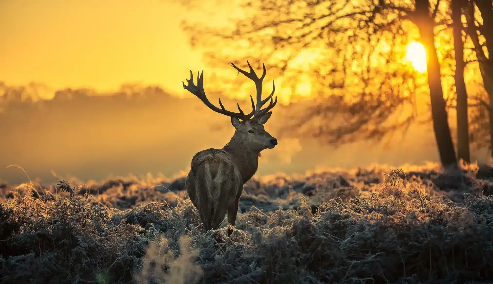 Nationaal Park Hoge Veluwe