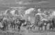 Natives trail of tears
