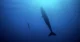 freediver
