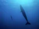 freediver