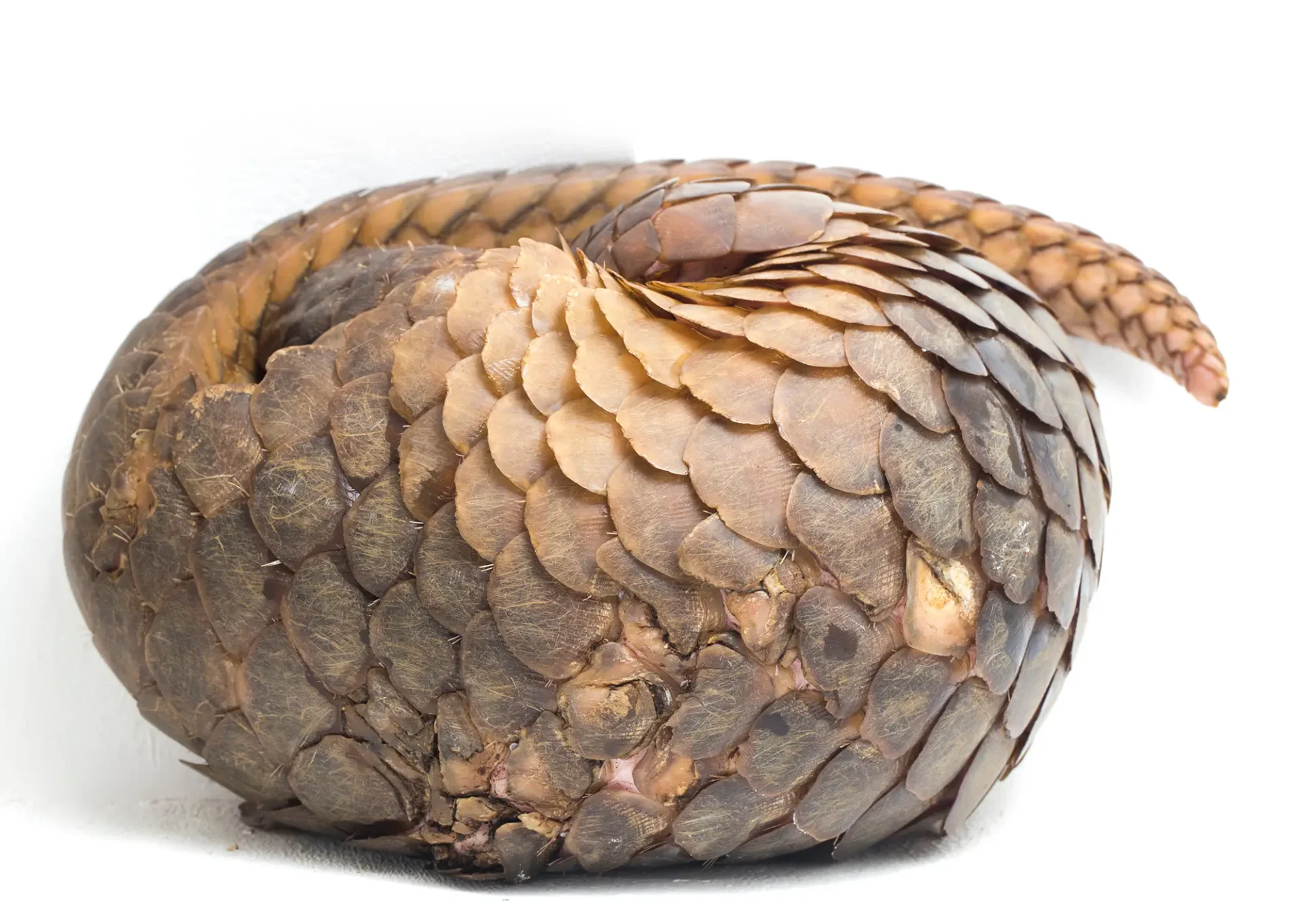 Schubdier - pangolin