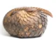 Schubdier - pangolin