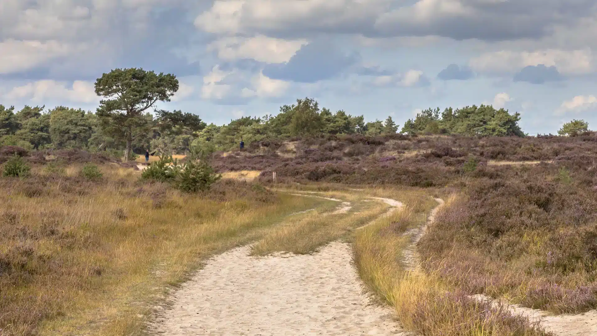 Kalmthoutse Heide