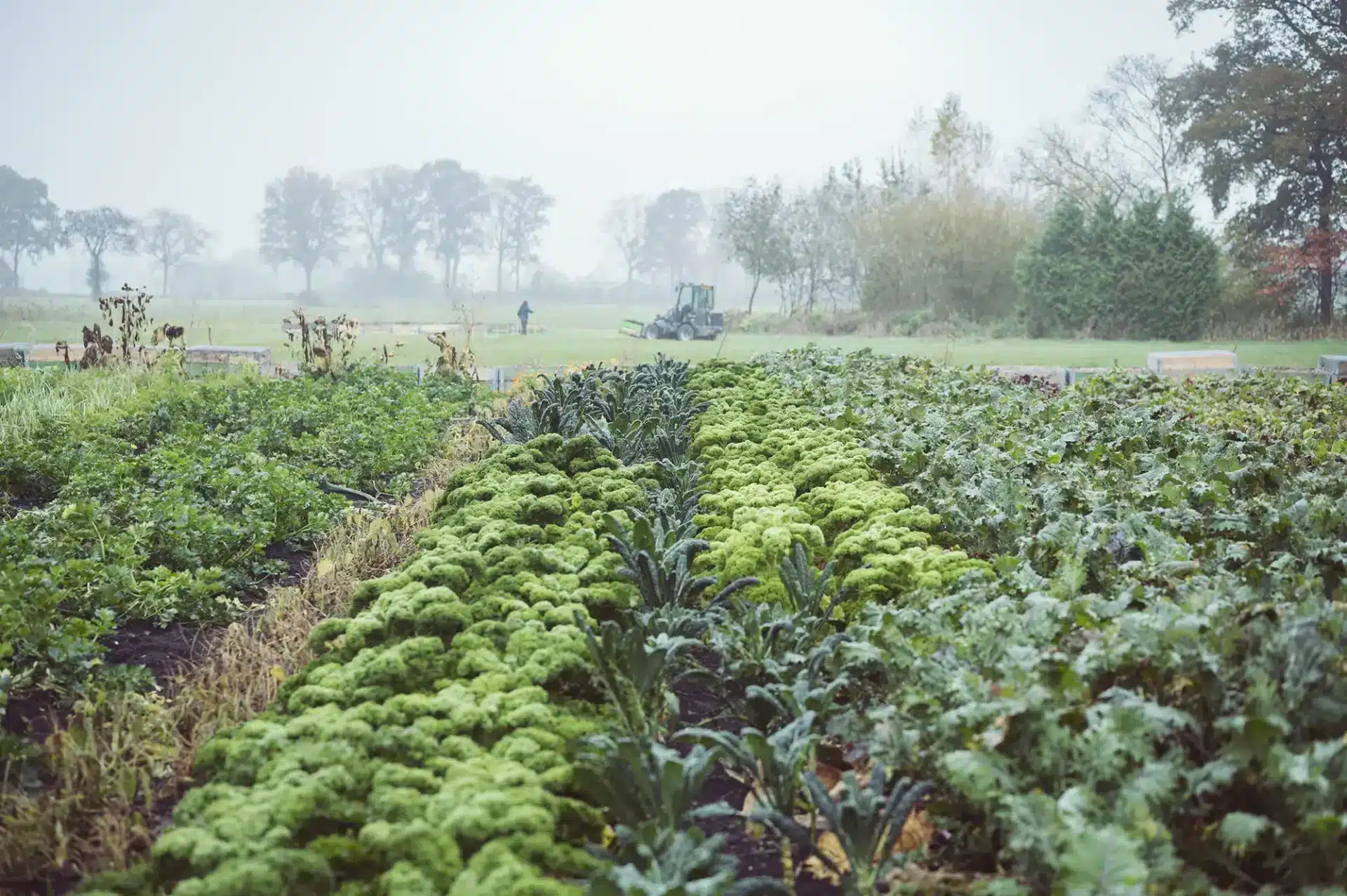 Soil Power 2025 - groenten