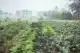 Soil Power 2025 - groenten