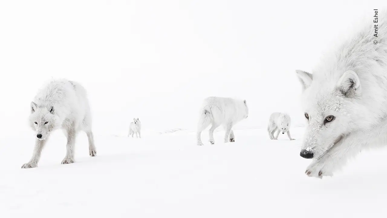 Inside the Pack – Amit Eshel, Israël