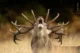 Rutting Call / Jamie Smart