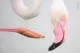 Pink Pose – Leana Kuster, Zwitserland