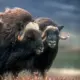Arctic Circle Trail beest