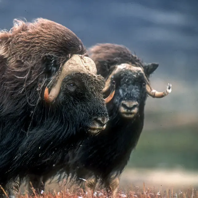 Arctic Circle Trail beest