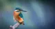 ijsvogel op tak