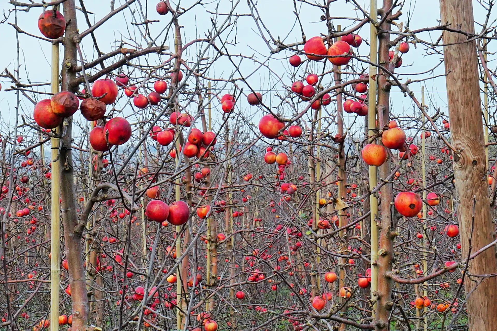 Appelboomgaard - Alastair Humphreys