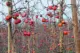 Appelboomgaard - Alastair Humphreys