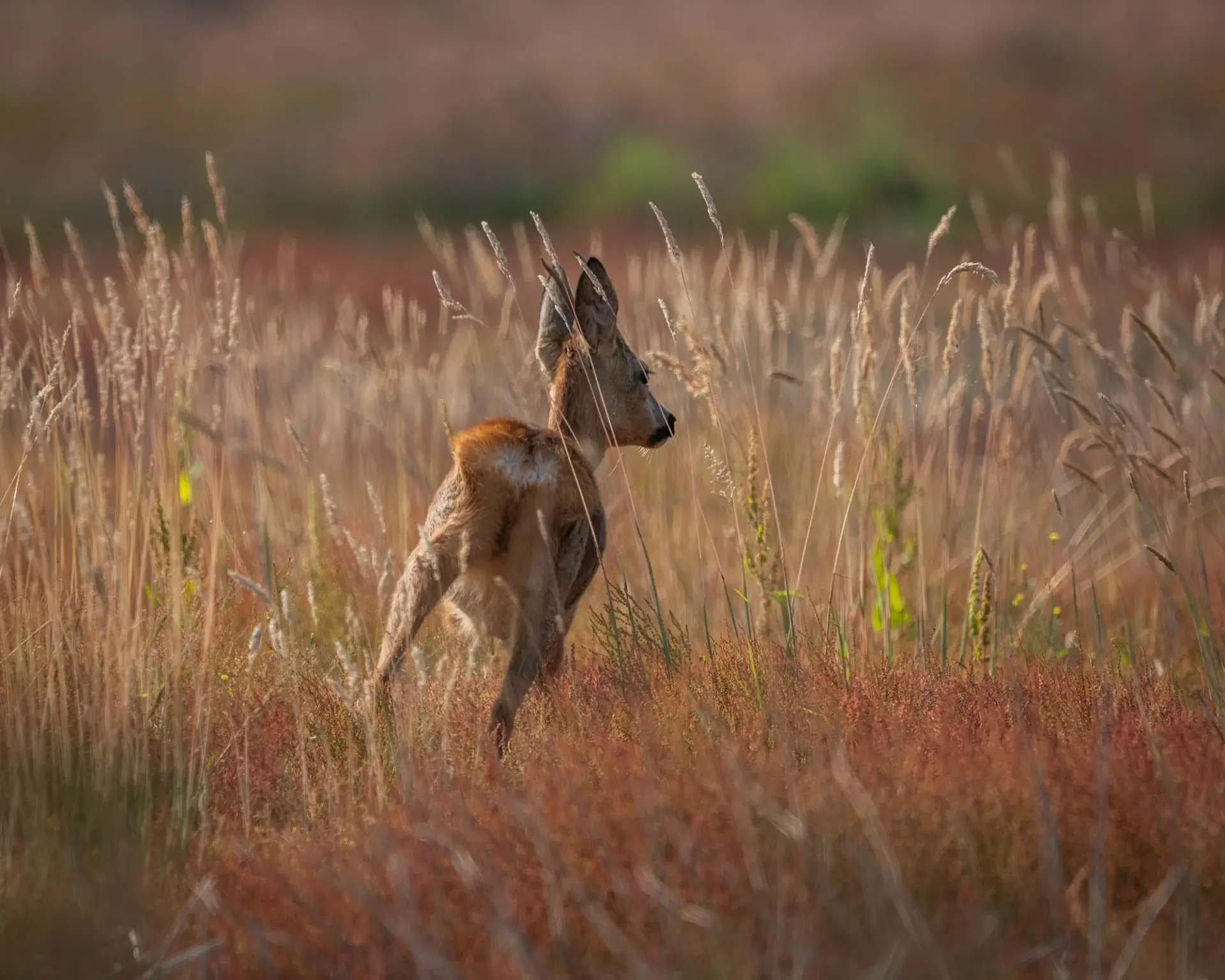 Reetje Sallandse Heuvelrug
