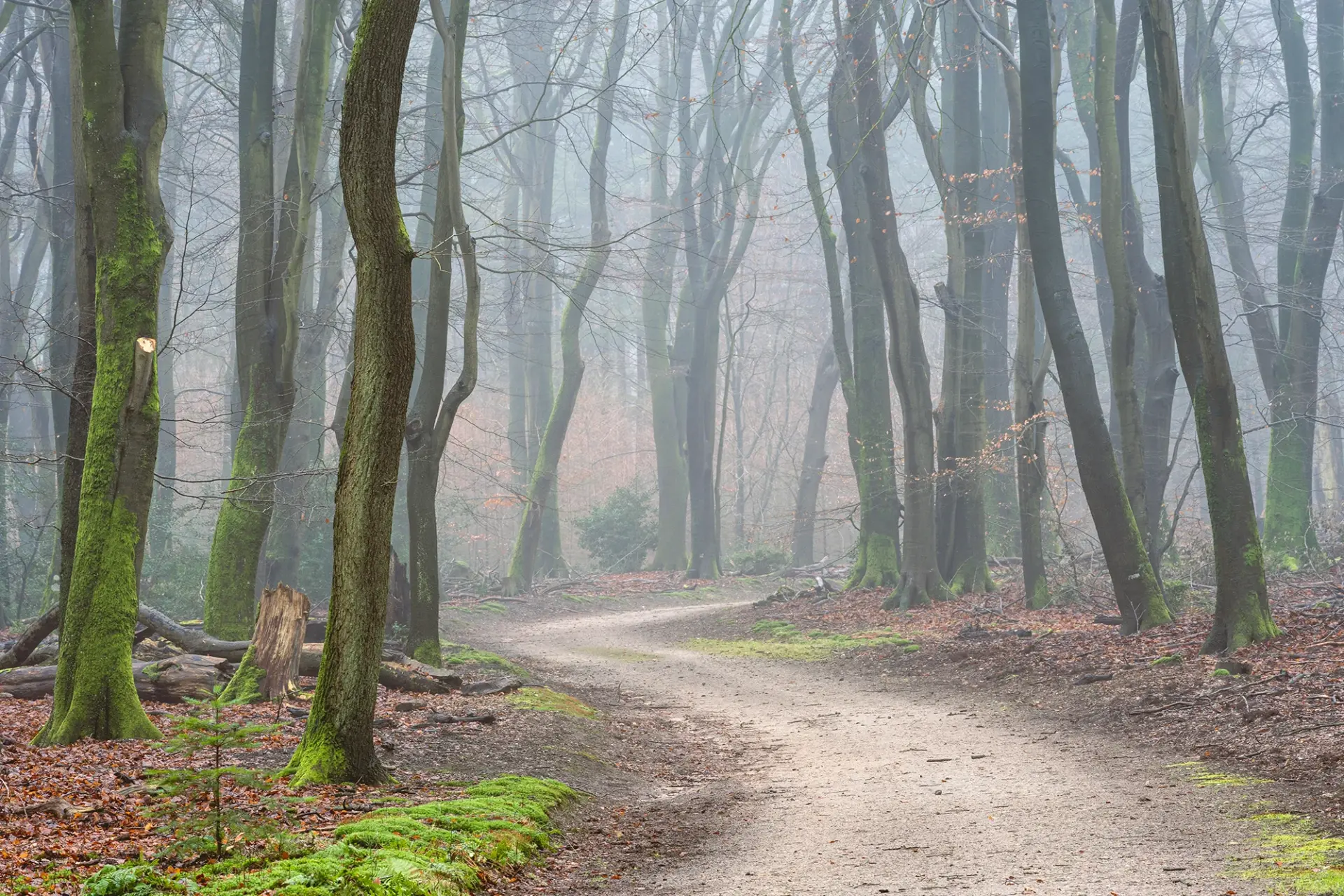 Speulderbos in de mist