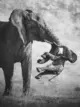 Olifant met overleden Kalf. Winnaar Wildlife Pghotographer of the year 2026